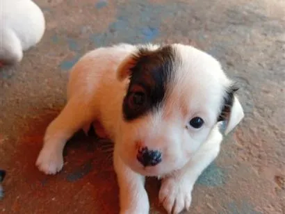 Cachorro raça SRD-ViraLata idade 2 a 6 meses nome pirata 
