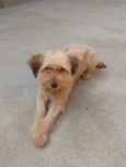 pipoca