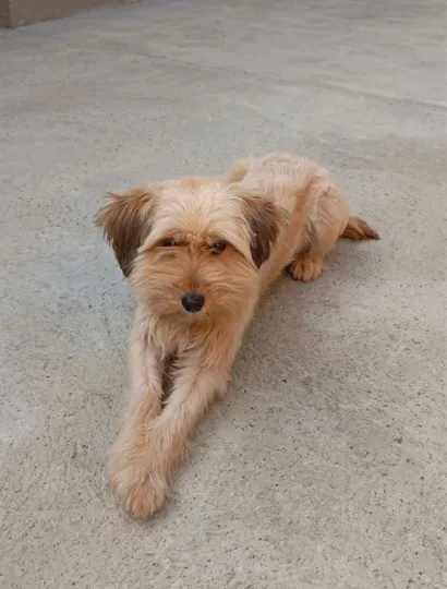 Cachorro raça SRD-ViraLata idade 7 a 11 meses nome pipoca