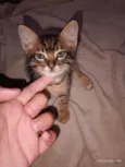 Cebolinha 