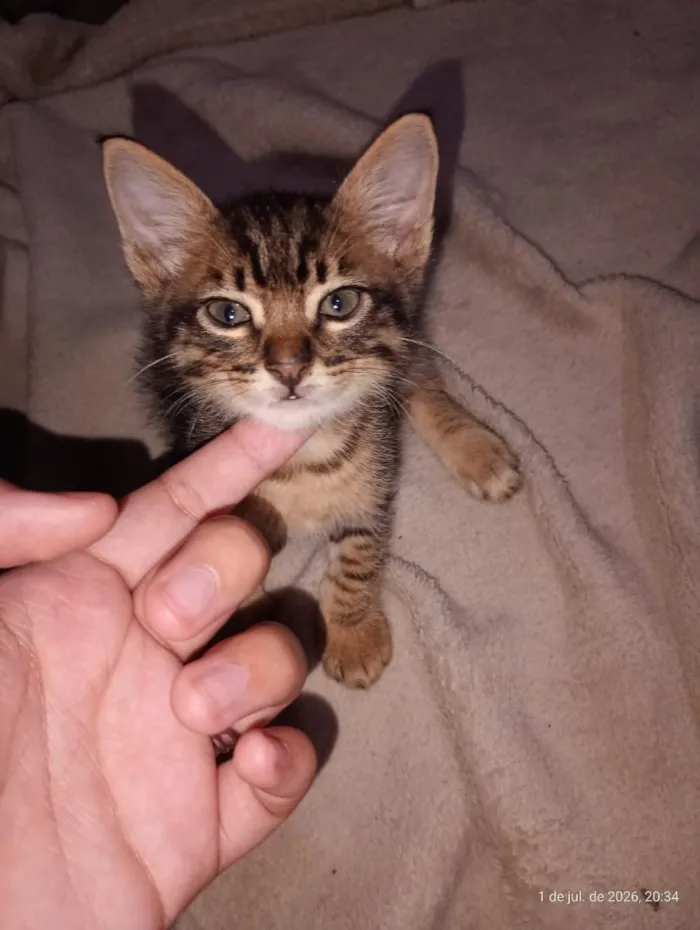 Gato raça SRD-ViraLata idade 2 a 6 meses nome Cebolinha 