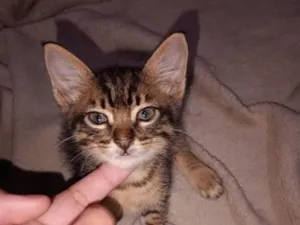 Gato raça SRD-ViraLata idade 2 a 6 meses nome Cebolinha 