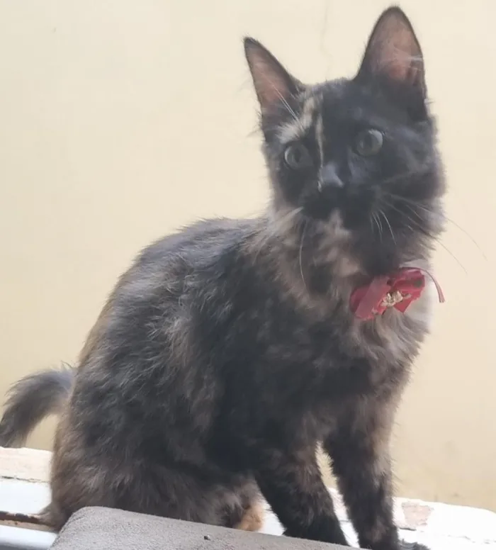 Gato raça SRD-ViraLata idade 1 ano nome Katty