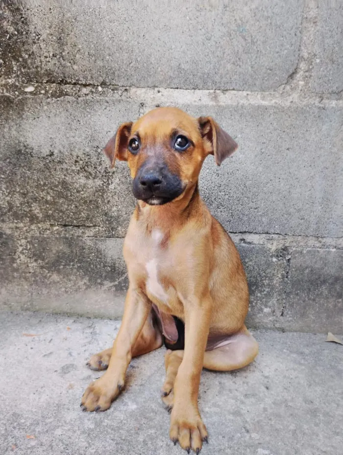 Cachorro raça SRD-ViraLata idade 2 a 6 meses nome sem nome 