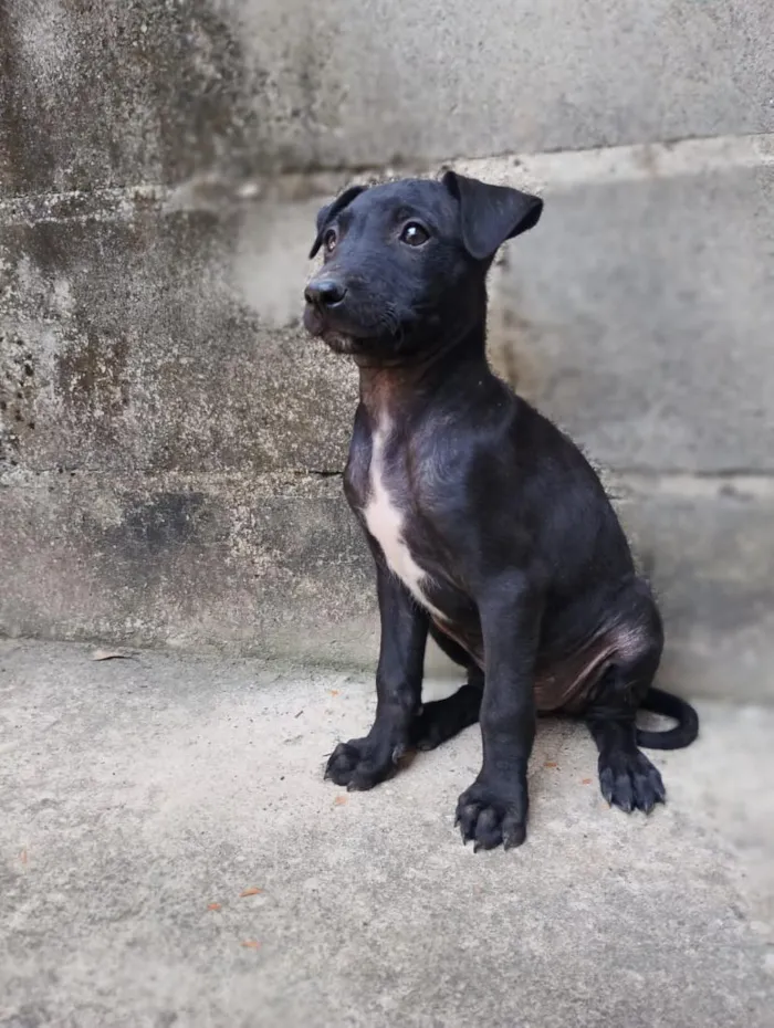 Cachorro raça SRD-ViraLata idade 2 a 6 meses nome sem nome 