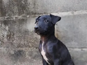 Cachorro raça SRD-ViraLata idade 2 a 6 meses nome sem nome 