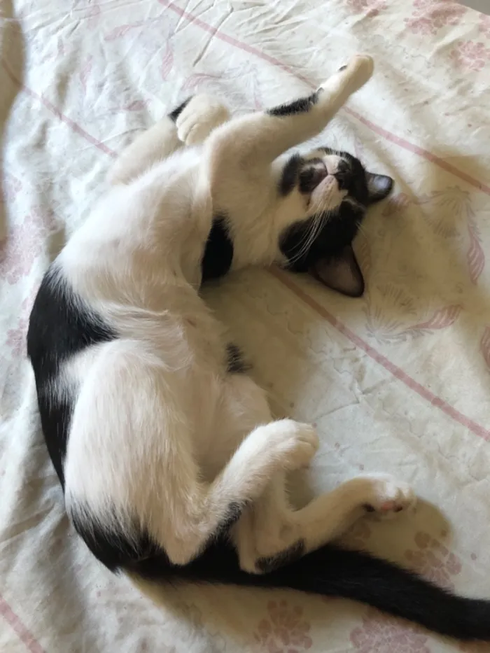 Gato raça SRD-ViraLata idade 2 a 6 meses nome Lua e Estrela 