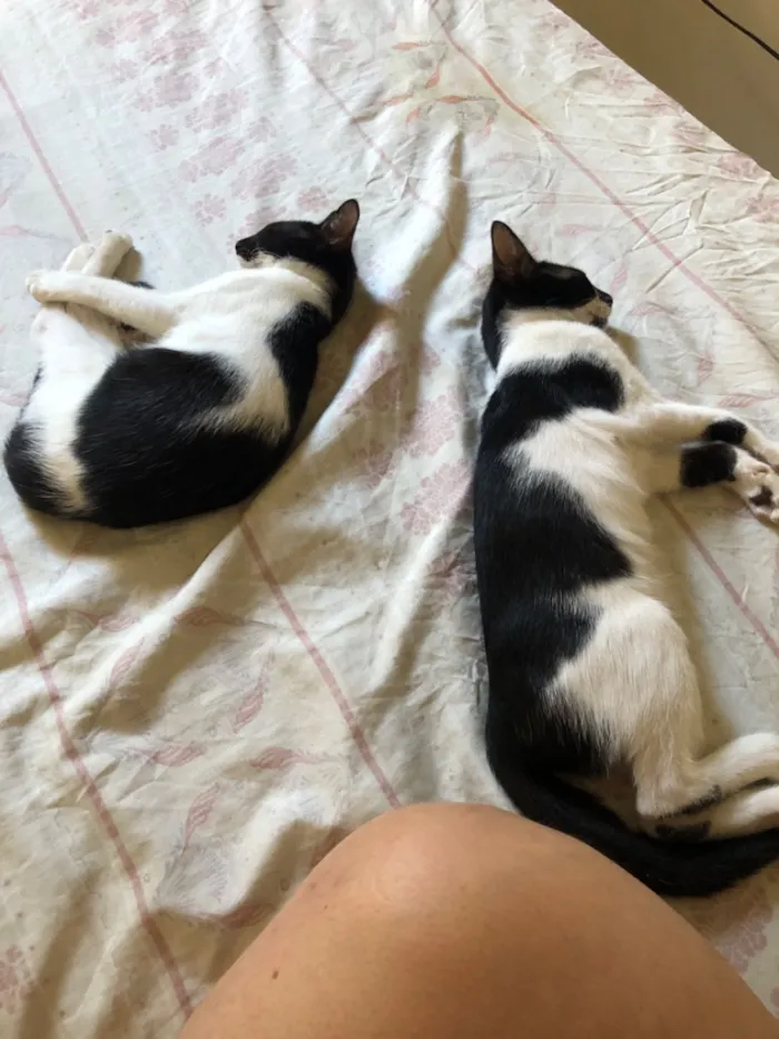 Gato raça SRD-ViraLata idade 2 a 6 meses nome Lua e Estrela 