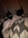 Lua e Estrela 