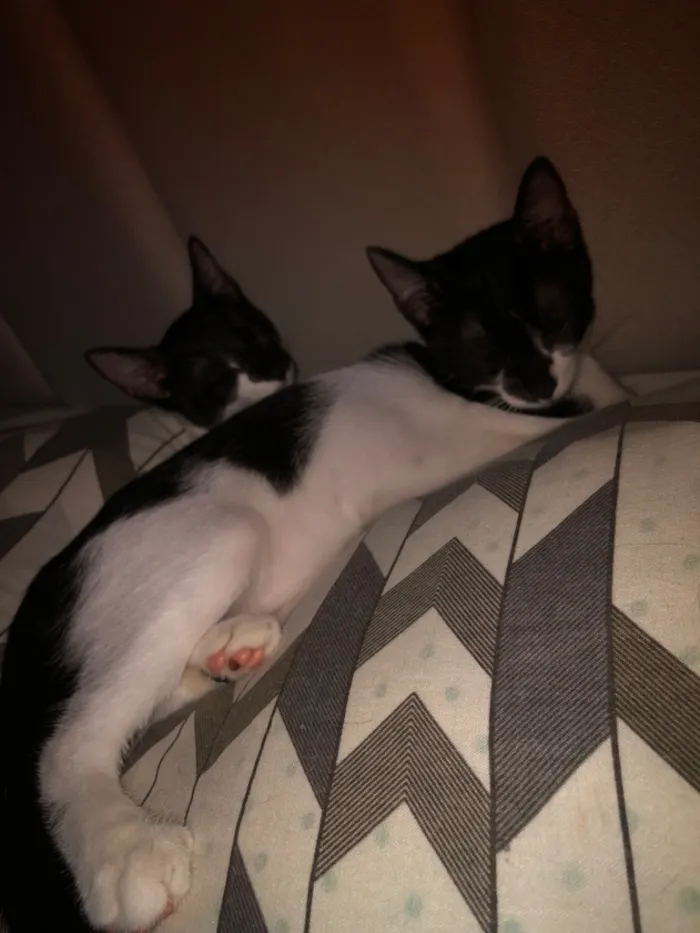 Gato raça SRD-ViraLata idade 2 a 6 meses nome Lua e Estrela 