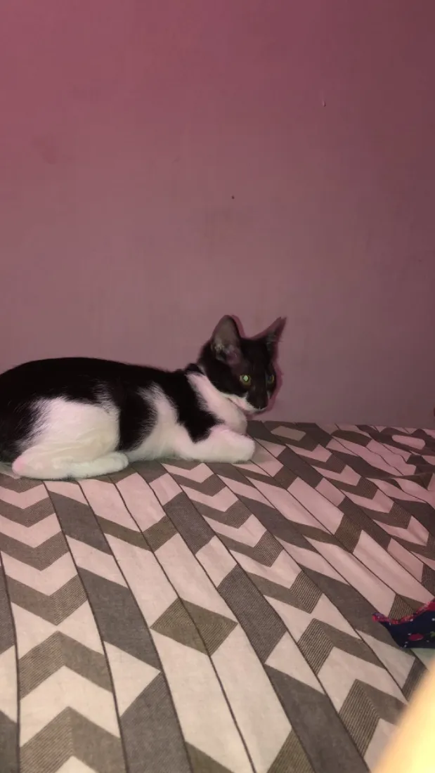 Gato raça SRD-ViraLata idade 2 a 6 meses nome Lua e Estrela 