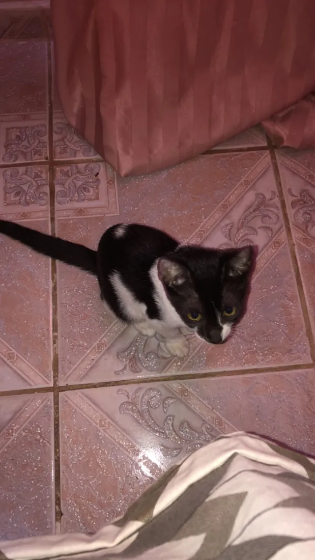 Gato raça SRD-ViraLata idade 2 a 6 meses nome Lua e Estrela 