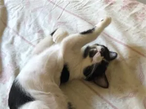 Gato raça SRD-ViraLata idade 2 a 6 meses nome Lua e Estrela 