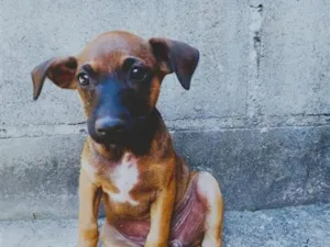Cachorro raça SRD-ViraLata idade 2 a 6 meses nome sem nome 