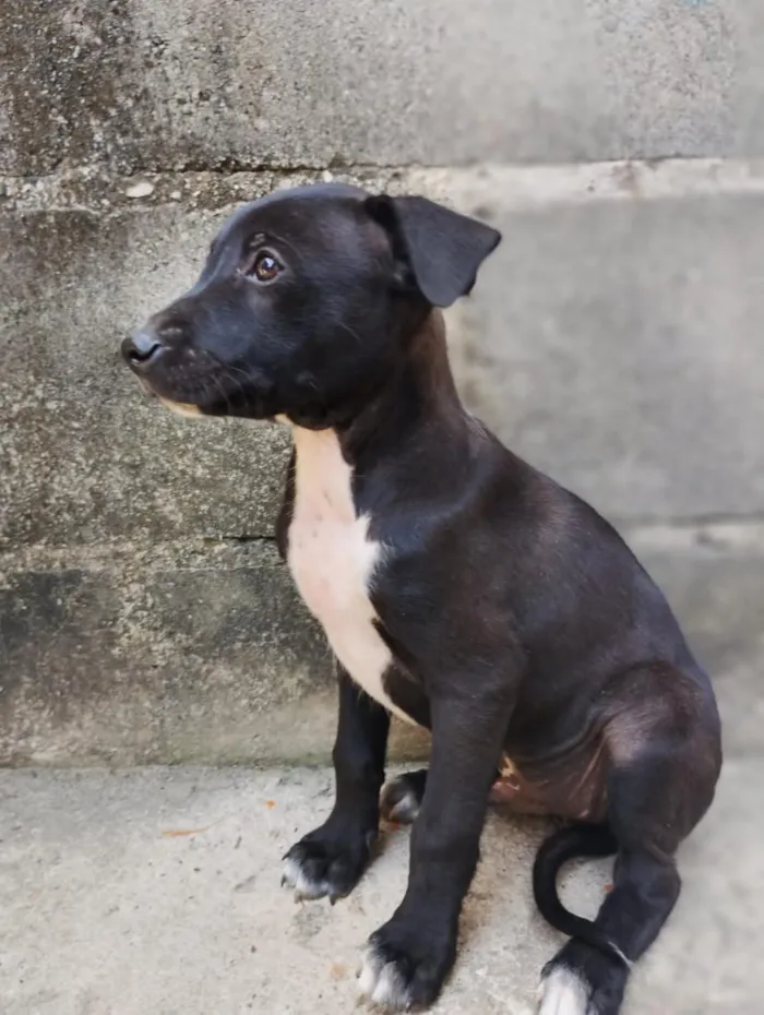 Cachorro raça SRD-ViraLata idade 2 a 6 meses nome sem nome 