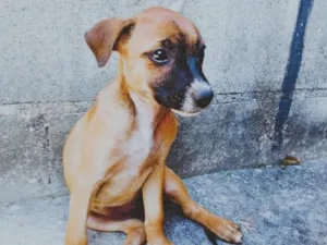 Cachorro raça SRD-ViraLata idade 2 a 6 meses nome sem nome 
