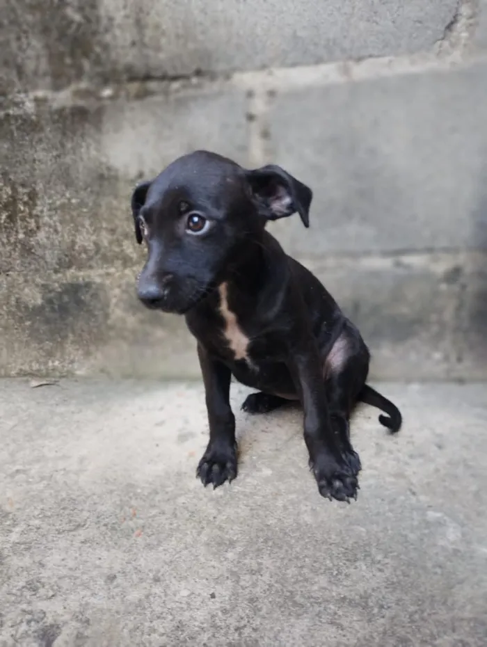 Cachorro raça SRD-ViraLata idade 2 a 6 meses nome sem nome 