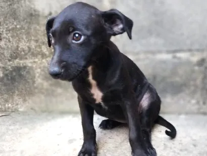 Cachorro raça SRD-ViraLata idade 2 a 6 meses nome sem nome 