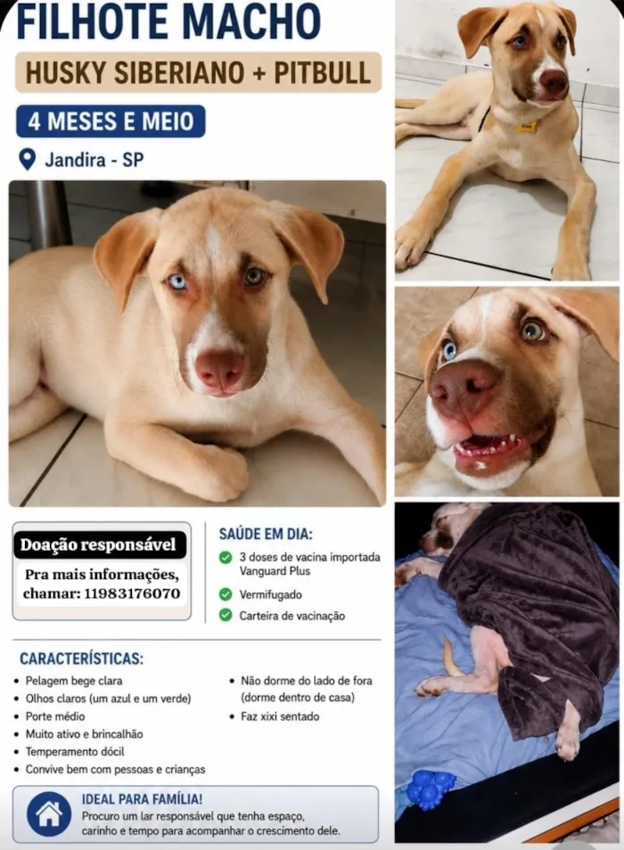 Cachorro raça Husky Siberiano+ pitbull idade 2 a 6 meses nome Max 