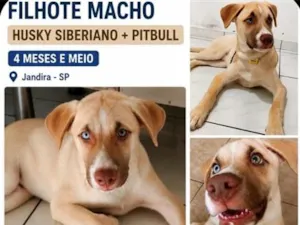 Cachorro raça Husky Siberiano+ pitbull idade 2 a 6 meses nome Max 