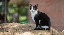 Gato raça SRD-ViraLata idade 1 ano nome chorona