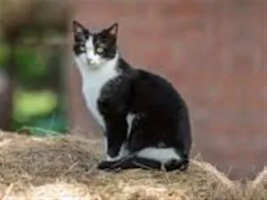 Gato raça SRD-ViraLata idade 1 ano nome chorona
