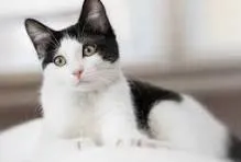 Gato raça SRD-ViraLata idade 2 a 6 meses nome chorao