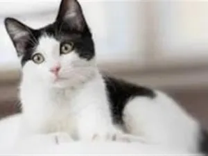Gato raça SRD-ViraLata idade 2 a 6 meses nome chorao