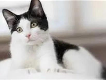 Gato raça SRD-ViraLata idade 2 a 6 meses nome chorao