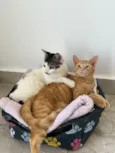 Haru e mia