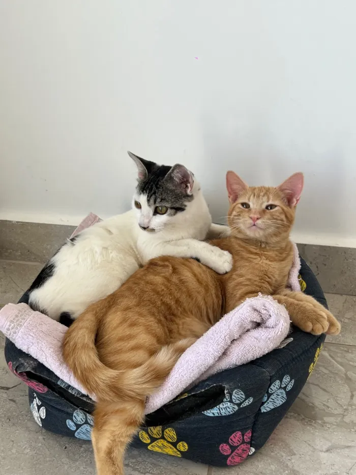 Gato raça SRD-ViraLata idade Abaixo de 2 meses nome Haru e mia
