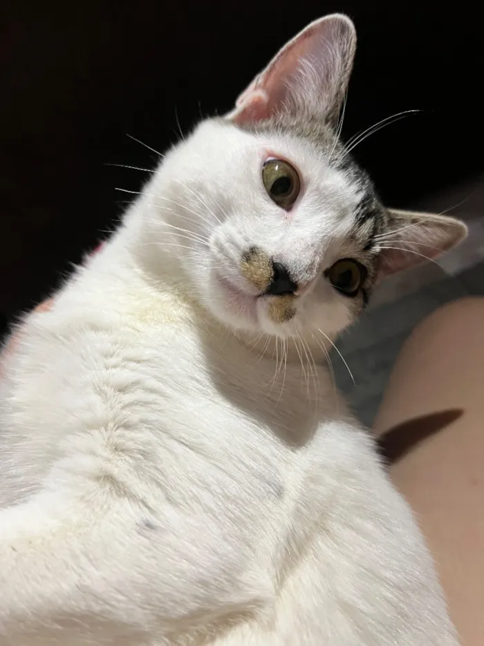 Gato raça SRD-ViraLata idade Abaixo de 2 meses nome Haru e mia