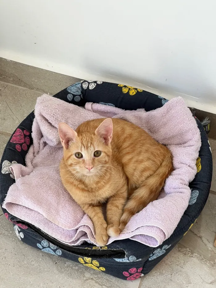 Gato raça SRD-ViraLata idade Abaixo de 2 meses nome Haru e mia