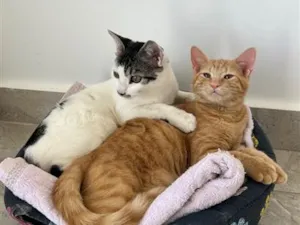 Gato raça SRD-ViraLata idade Abaixo de 2 meses nome Haru e mia