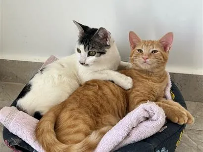 Gato raça SRD-ViraLata idade Abaixo de 2 meses nome Haru e mia