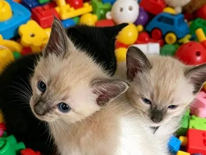 Gato raça Siamês idade Abaixo de 2 meses nome ainda não tem nome