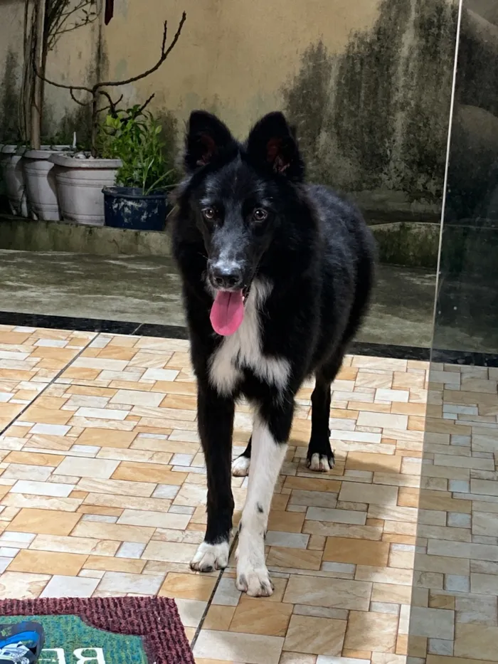 Cachorro raça Border collie idade 2 a 6 meses nome Morgan