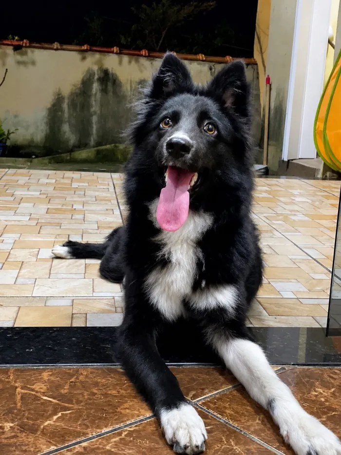 Cachorro raça Border collie idade 2 a 6 meses nome Morgan