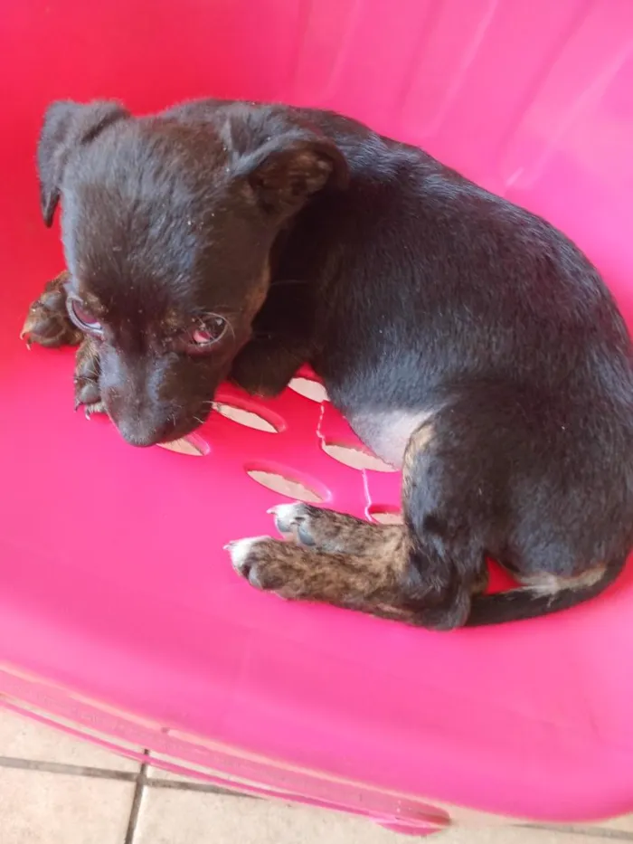 Cachorro raça SRD-ViraLata idade 2 a 6 meses nome cachorrinha 