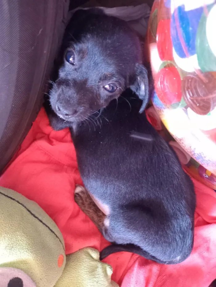 Cachorro raça SRD-ViraLata idade 2 a 6 meses nome cachorrinha 