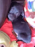 cachorrinha