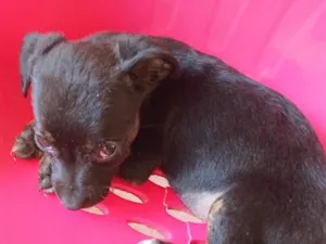 Cachorro raça SRD-ViraLata idade 2 a 6 meses nome cachorrinha 