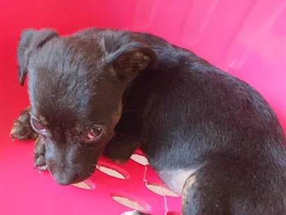 Cachorro raça SRD-ViraLata idade 2 a 6 meses nome cachorrinha 