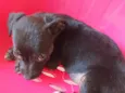 cachorrinha