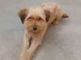 pipoca