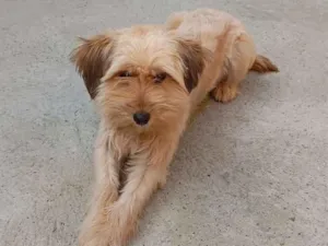Cachorro raça SRD-ViraLata idade 7 a 11 meses nome pipoca