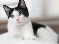 Gato raça SRD-ViraLata idade 2 a 6 meses nome chorao