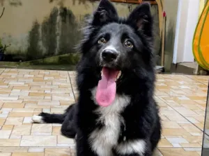 Cachorro raça Border collie idade 2 a 6 meses nome Morgan
