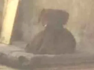 Cachorro raça Basset-Cofap idade 3 anos nome Buster