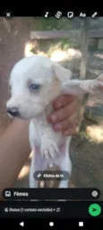 branquinha